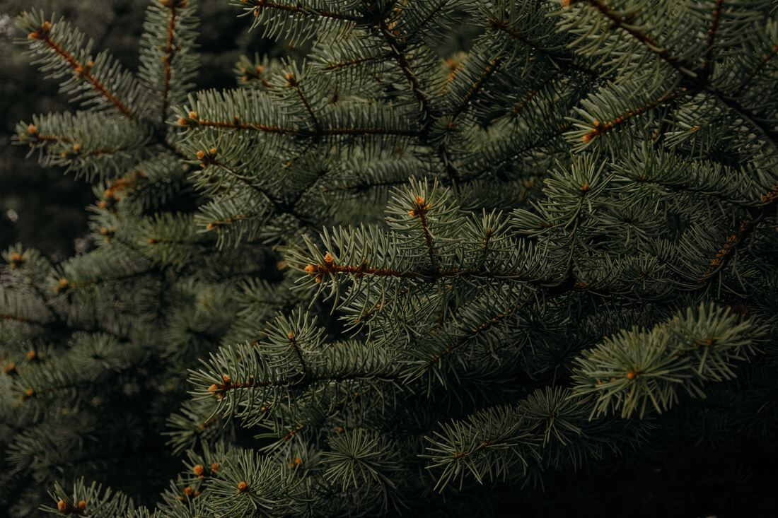 Close up view of a fir tree. The picture was taken in Sherbrooke.